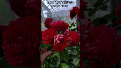 abekker.ru: 💗Любим Вас и дарим скидку -50% на розы🌹 | Milled