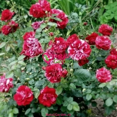 Саженцы роз флорибунда Дип Импрешн (Deep Impression) в Краснодаре от  Natali.Garden Флорибунда купить с доставкой по РФ | Питомник Растений и  Садовый Центр Краснодар NataliGarden.ru