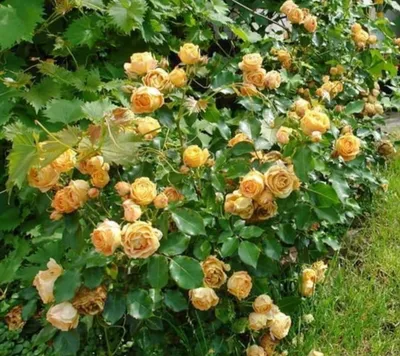 Dolce Vita Rose | Apricot Floribunda | The Fragrant Rose Company