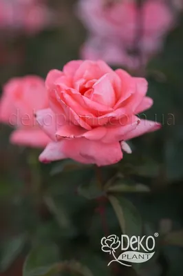 Rose Dolce Vita High-Res Stock Photo - Getty Images