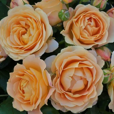 Dolce Vita ® Floribunda Rose – Famous Roses World