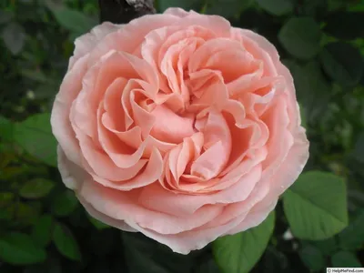 Donatella ' Rose Photo | Rose, Beautiful flowers, Rose pictures