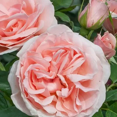 Rosa 'Donatella', Hybrid Tea Rose 'Donatella' in GardenTags plant  encyclopedia