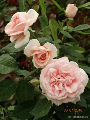 Pink red Hybrid Tea Rose Rosaceae Rosa thea hybrida Donatella syn Granada  Tiffany x Cavalcade 1963 Stock Photo - Alamy