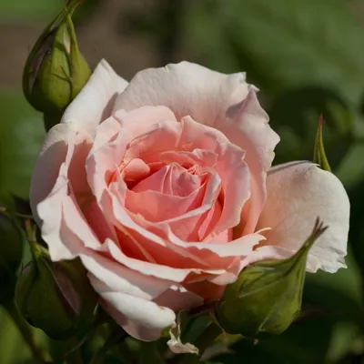 Rose Donatella Meikerira Roses Stock Photo - Download Image Now - Beauty,  Beauty In Nature, Blossom - iStock