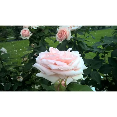 File:Rosa Donatella 2018-07-10 6038.jpg - Wikimedia Commons