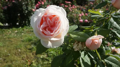 Rosa 'Donatella' (Hybrid Tea) 5L - Coolings Garden Centre
