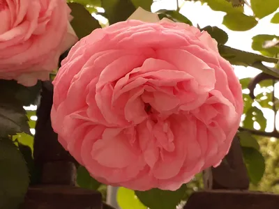 File:Rosa Donatella 2018-07-10 6036.jpg - Wikimedia Commons