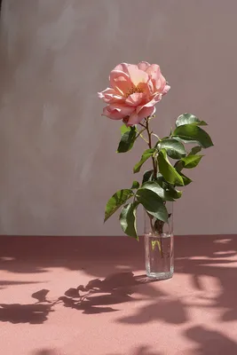 Rosa Donatella ® Meikerira, rosai a grandi fiori Meilland
