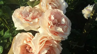 Donatella — RoseCatalog.ru