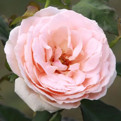 File:Rosa Donatella 2018-07-10 6037.jpg - Wikimedia Commons