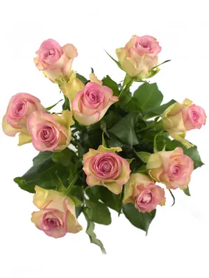Rose Donatella Meikerira Roses Stock Photo - Download Image Now - Beauty,  Beauty In Nature, Blossom - iStock