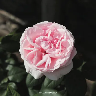Rose Donatella Meikerira Roses Stock Photo - Download Image Now - Beauty,  Beauty In Nature, Blossom - iStock