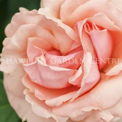 Moderne Edelrose - Rose 'Donatella' - rosa