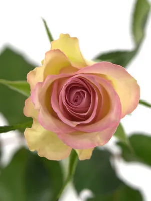 Photos – Rhode Island Rose Society