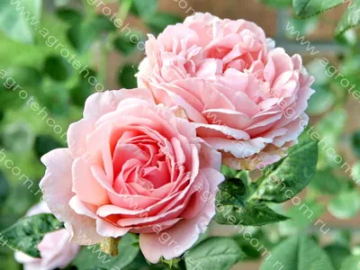 Rose rosa donatella hi-res stock photography and images - Alamy