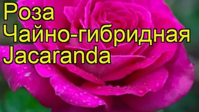 Купить саженцы Роза Джакаранда в Москве по цене 656 р. с доставкой в  Подмосковье