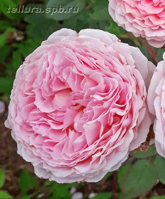 Роза 'James Galway' - GARDENIDEA