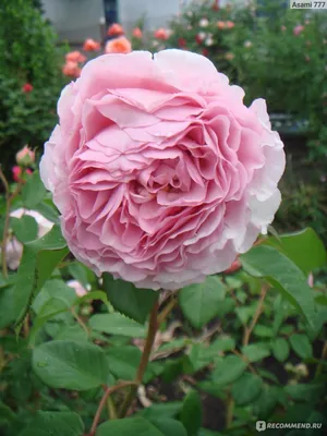 Роза Английская Джеймс Гэлвей (James Galway English rose) Девид Остин  (David Austin) - «Очень неприхотлива, пышно цветет до самой осени, очень  полные красивые цветы.» | отзывы