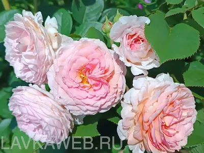Роза кустарниковая Джеймс Галвей (James Galway), Роза кустарниковая Джеймс  Галвей (James Galway) в интернет-магазине хорошего качества, Роза  кустарниковая Джеймс Галвей в Калуге купить Розы Интернет магазин Садовая  лавка, товары для садоводов