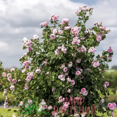 Розы Дэвида Остина (David Austin Roses) - Роза James Galway