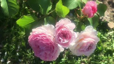 Роза Английская Джеймс Гэлвей (James Galway English rose) Девид Остин  (David Austin) - «Благоухающая английская роза с плотно набитыми цветами,  лепестки которых, уложены в таком идеальном порядке, что даже не верится,  что