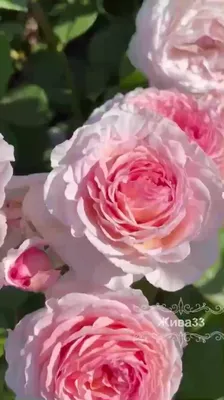 Роза английская кустовая Джеймс Гэлвей (James Galway) купить саженцы почтой  из питомника «АГРОФОНД»
