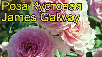 Купить Роза Джеймс Гэлвей /Rose James Galway/ф(Английская)ОСЕНЬ 2023 в  Ростове-на-Дону | Розанутые