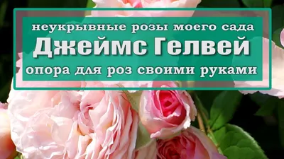 Роза Английская Джеймс Гэлвей (James Galway English rose) Девид Остин  (David Austin) - «Очень неприхотлива, пышно цветет до самой осени, очень  полные красивые цветы.» | отзывы