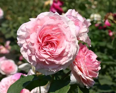 Роза Английская Джеймс Гэлвей (James Galway English rose) Девид Остин  (David Austin) - «Благоухающая английская роза с плотно набитыми цветами,  лепестки которых, уложены в таком идеальном порядке, что даже не верится,  что