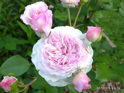 Роза Английская Джеймс Гэлвей (James Galway English rose) Девид Остин  (David Austin) - «Благоухающая английская роза с плотно набитыми цветами,  лепестки которых, уложены в таком идеальном порядке, что даже не верится,  что