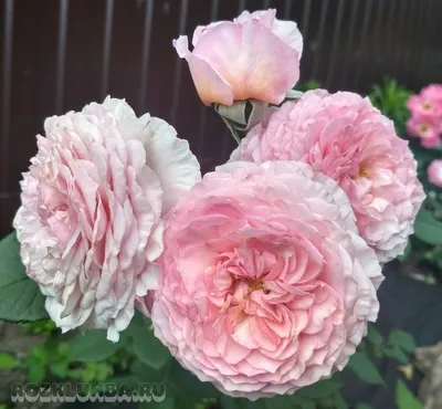32 СОРТА моей КОЛЛЕКЦИИ АНГЛИЙСКИХ РОЗ ОСТИНА🤗💖🌹 | Цветочная Рапсодия |  Дзен