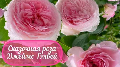 Роза парковая английская Джеймс Гэлвей из каталога Саженцы роз (ВЕСНА) –  купить с доставкой по Москве и России в Onlinesemena