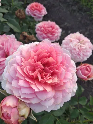 Английская роза Джеймс Гэлвей. James Galway роза Дэвида Остина | PLANTE.md