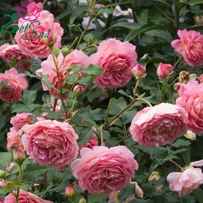 Саженец Роза Джубили Селебрейшн (Rosa Jubilee Celebration) купить в Москве  по низкой цене из питомника, доставка почтой по всей России |  Интернет-магазин Подворье