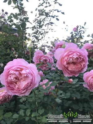 EDROSES-розплідник троянд - Роза 🌹 Джубили Селебрейшн (Jubilee Celebration  ) , Дэвид Остин. Великобритания 🇬🇧2002 г.. Английские розы (English Rose,  Austin). 📌 Заказы на ОСЕНЬ 2020 принимаем ➡️ через наш сайт  https://edroses.com.ua/