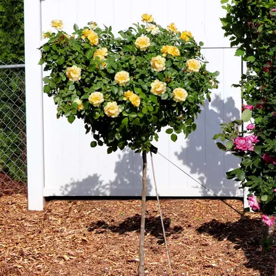 Julia Child Standard Rose Trees for Sale | BrighterBlooms.com