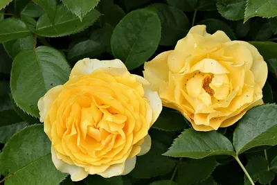 Julia Child rose - Wikipedia