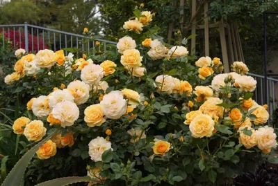 Julia Child™ Shrub Rose for Sale