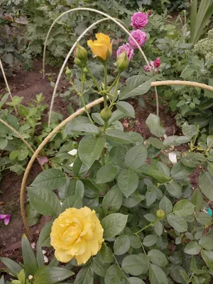 Julia Child in the Rose Garden