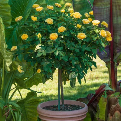 Julia Child Patio Tree Rose | Breck's