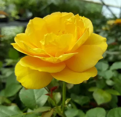 Julia Child Rose Bush - Butter Yellow - 4\" Pot - Hirt's Gardens