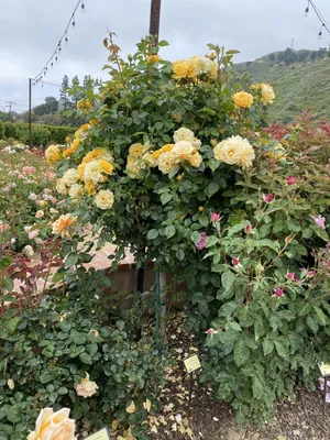 Julia Child Rose Bushes | Greenwood Nursery