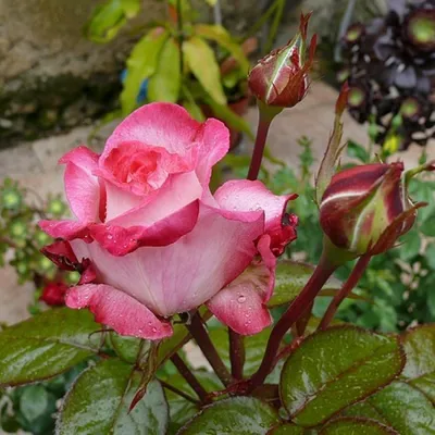 itoh Peony Julia Rose (Mid.) - Green Works - Specialist in Peonies