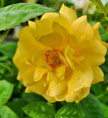 Julia Child Rose | Hahira Nursery | Georgia Plants