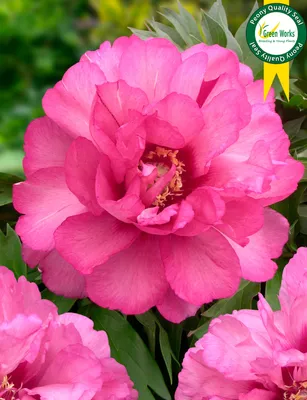 MARCH : Julia Child™ Rose : Rosa 'Julia Child' – Santa Fe Botanical Garden