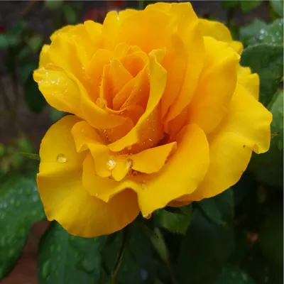 Julia Child Rose Bush - YouTube