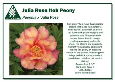 Julia Child Rose - Platt Hill Nursery