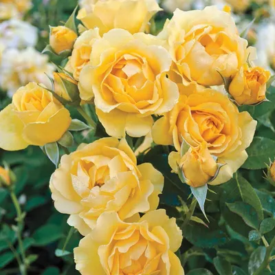 Buy Julia Child Floribunda Rose - Roses | Spring Hill Nurseries