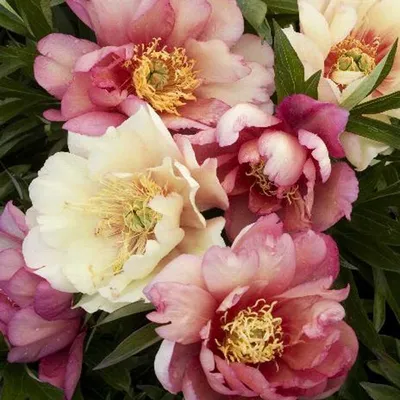 itoh Peony Julia Rose (Mid.) - Green Works - Specialist in Peonies